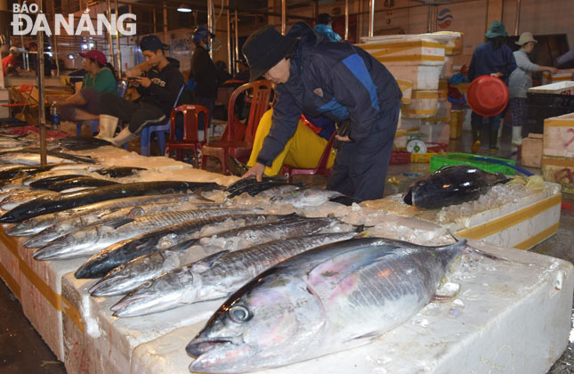  The Tho Quang fishing port on track of becoming big trading and fishery logistics service hub