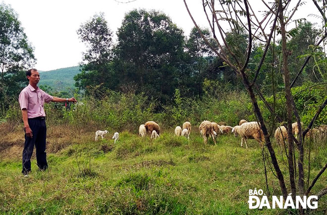 Theo ông Chu Văn Phong, Chủ tịch HĐQT kiêm Giám đốc HTX Đồng Nghệ, chất lượng sản phẩm chính là vấn đề sống còn đối với các hộ sản xuất nông nghiệp nông thôn mới. Trong ảnh: Ông Phong chăm đàn cừu tại trang trại của mình. 