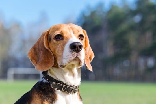 Chó có thể phát hiện ung thư phổi với độ chính xác lên tới 97%