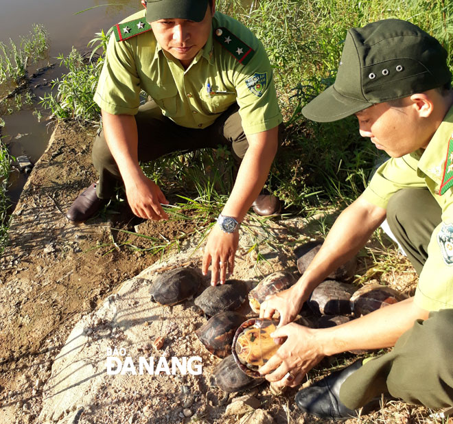 The turtles were released at the Dong Nghe Lake