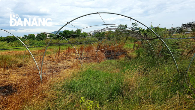 Nhiều diện tích đất tại vùng rau La Hường bỏ hoang mấy tháng qua do nắng nóng