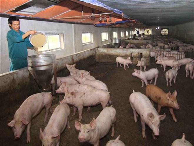 African swine fever (ASF) has spread across 62 out of 63 provinces and centrally-run cities in the country, forcing the cull of more than 3.3 million pigs (Photo: VNA)