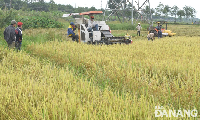 Thủy điện tích lũ về hồ, nông dân tranh thủ thu hoạch lúa