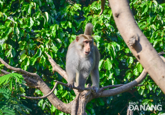 Tái thả một cá thể khỉ vàng về môi trường tự nhiên