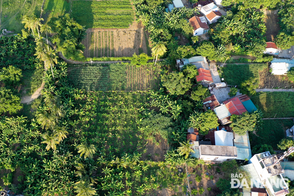 Ruộng chuối, vườn cau chen lẫn những mái nhà Trường Định. 