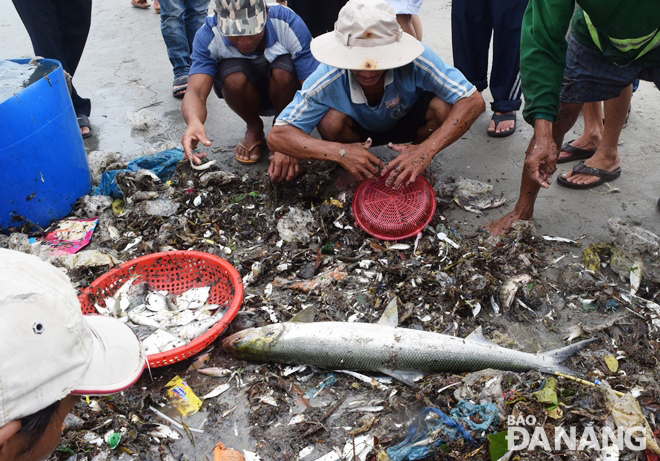 Ngư dân kéo lưới ở bãi biển phường Xuân Hà, quận Thanh Khê được con cá măng nặng hơn 3kg, bán với giá 700.000 đồng.