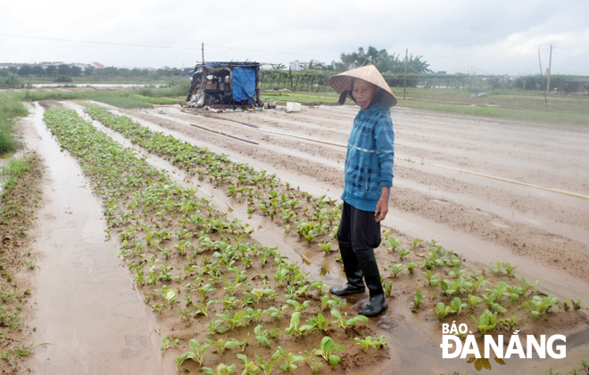 Nhiều diện tích trồng rau trước vụ đông tại vùng rau La Hường bị thiệt hại do mưa lớn nhiều đợt. 