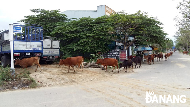 Đàn bò thả rông trên đường Nguyễn Minh Chấn, phường Hòa Khánh Nam (quận Liên Chiểu). 