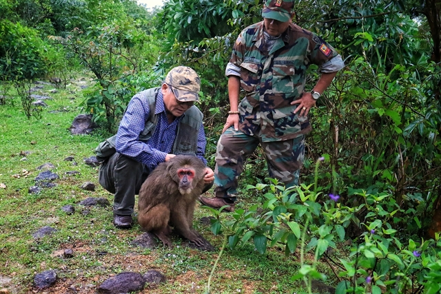 A male stump-tailed macaque is leased into the Ba Na-Nui Chua nature reserve after treatment at Da Nang's Truong Son Viet veterinary clinic. — VNS Photo Bui Thanh Lang