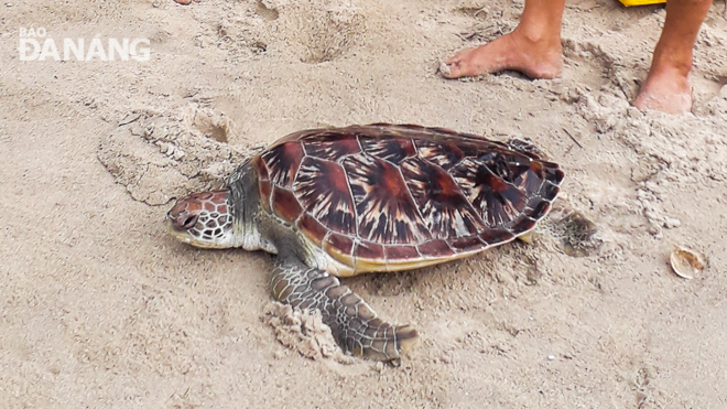 The endangered marine turtle (Chelonioidea) stranded on the Sang Beach 