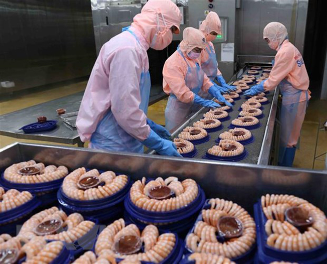 Cấp đông sản phẩm tôm xuất khẩu tại nhà máy của Tập đoàn Minh Phu Seafood Corp tại Khu công nghiệp Nam Sông Hậu (Hậu Giang). (Ảnh: Vũ Sinh/TTXVN)