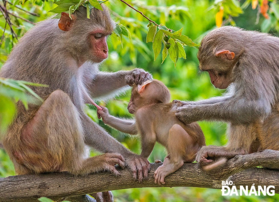 Khỉ vàng sống theo đàn, mỗi đàn có từ 10 - 15 cá thể, trong đó có 1 cá thể đực đầu đàn.