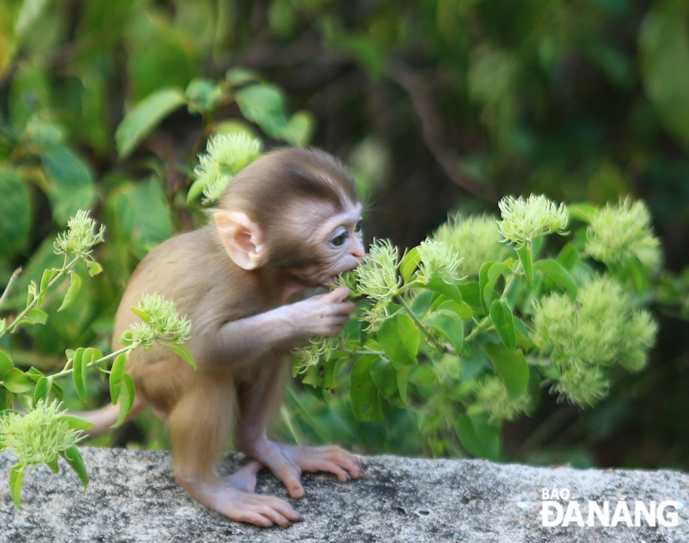 Trong Sách Đỏ Việt Nam (2007), khỉ vàng được xếp ở cấp độ LR (lower risk) - bậc ít nguy cấp. Khỉ vàng hoạt động ban ngày, phạm vi hoạt động cả dưới đất lẫn trên cây. Thức ăn chủ yếu của chúng là quả, hạt, lá cây...Trong ảnh: Một cá thể khỉ con ăn hoa dại tại khu vực chùa Linh Ứng Sơn Trà.