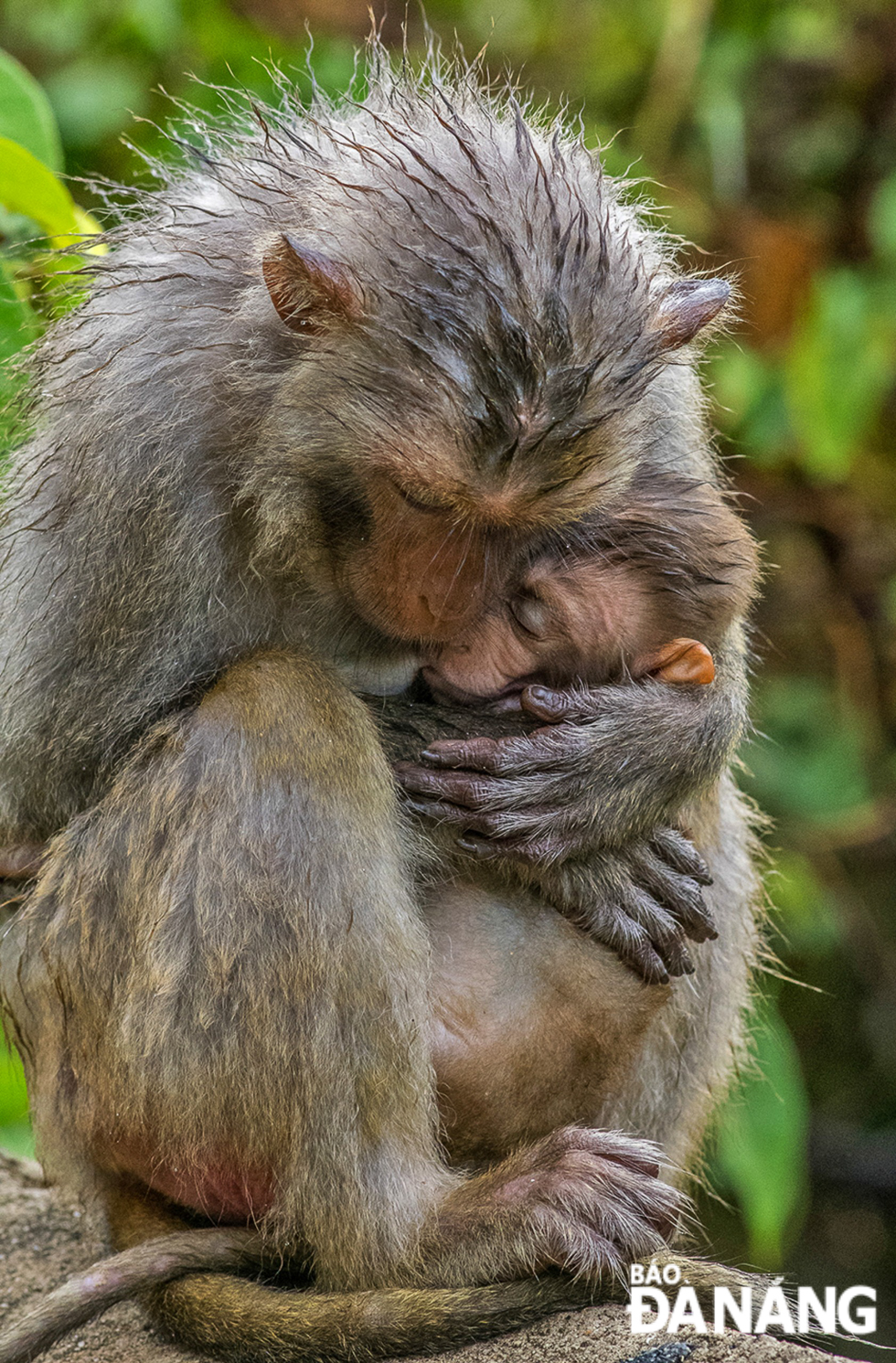 Khỉ con được chăm sóc, che chở của khỉ mẹ.
