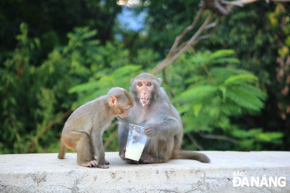 Những năm gần đây, hoạt động sống của loài khỉ vàng trên bán đảo Sơn Trà đang bị ảnh hưởng. Trong đó có tình trạng vô tư cho khỉ ăn uống và đặt bẫy khỉ. Ban quản lý Bán đảo Sơn Trà và các bãi biển Du lịch Đà Nẵng khuyến cáo người dân và du khách không nên cho khỉ ăn, bởi một số loại thức ăn có thể mang theo mầm bệnh cho loài linh trưởng này. Việc được cho ăn thường xuyên cũng khiến loài khỉ mất dần khả năng chủ động tìm kiếm thức ăn, dẫn đến suy giảm số lượng đàn, số lượng cá thể. Ảnh: XUÂN SƠN Bảo vệ loài linh trưởng và môi trường sống của chúng là góp phần bảo vệ hệ sinh thái tự nhiên trên bán đảo Sơn Trà.