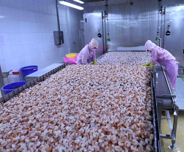A shrimp processing factory. Under the EVFTA, Vietnam pledged to erase tariffs on exports to the EU according to a 15-year roadmap (Photo: VNA)