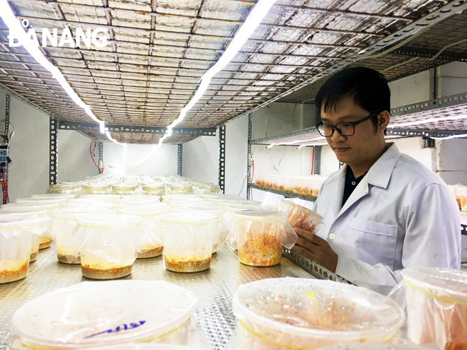 TS Nguyễn Thành Trung kiểm tra các phôi nấm đông trùng hạ thảo đang được ươm trồng. Ảnh: KHANG NINH