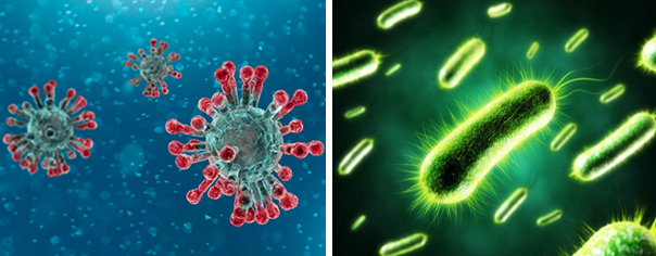 Khác biệt giữa vi khuẩn và virus