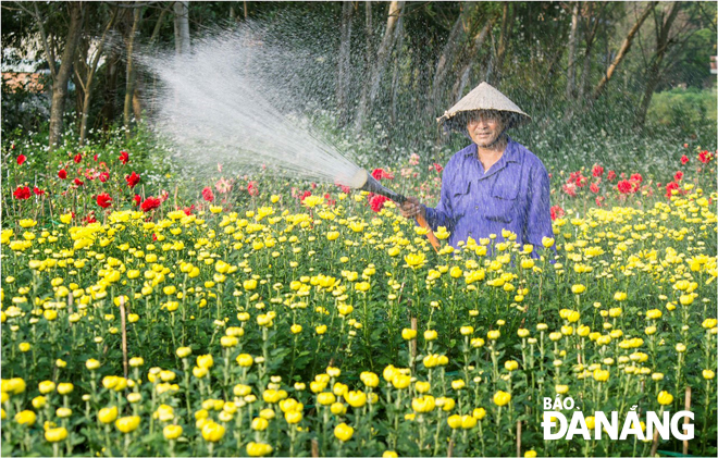 Nghề trồng hoa ở thôn Dương Sơn, xã Hòa Châu cho thu nhập cao. 			           Ảnh: KIM NGỌC