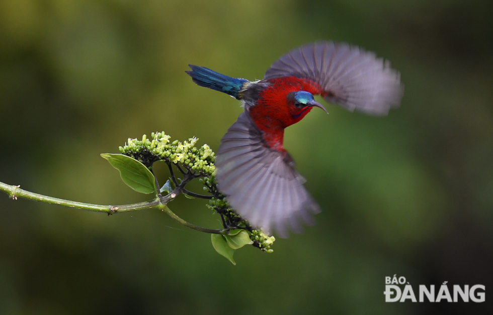 Chim Hút mật có mỏ cong xuống phía dưới, dài và mỏng, lưỡi hình ống với chóp dạng chổi, cả hai đều là sự thích nghi cho cuộc sống ăn mật hoa.  Chim Hút mật bé hơn chim sâu, có khả năng chuyền cành nhanh. Thức ăn chính của chúng là mật hoa, côn trùng... Trong ảnh: Chim Hút mật đỏ, còn có tên gọi là khác là chim xác pháo. . Hút mật đỏ có tốc độ bay nhanh và được điều chỉnh bởi đôi cánh ngắn. Chúng đôi khi có thể vừa bay lơ lửng trên không vừa hút mật như chim ruồi nhưng phần lớn phải đậu trên cành cây để hút mật hoa.
