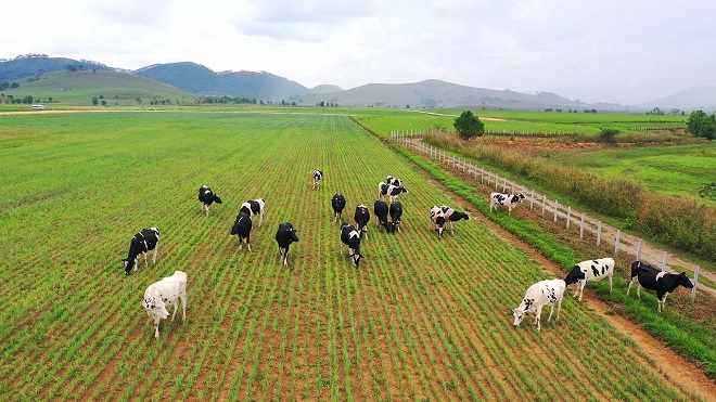 Vinamilk tiếp tục ghi dấu trên bản đồ Organic thế giới với siêu dự án “Resort” bò sữa tại Lào.