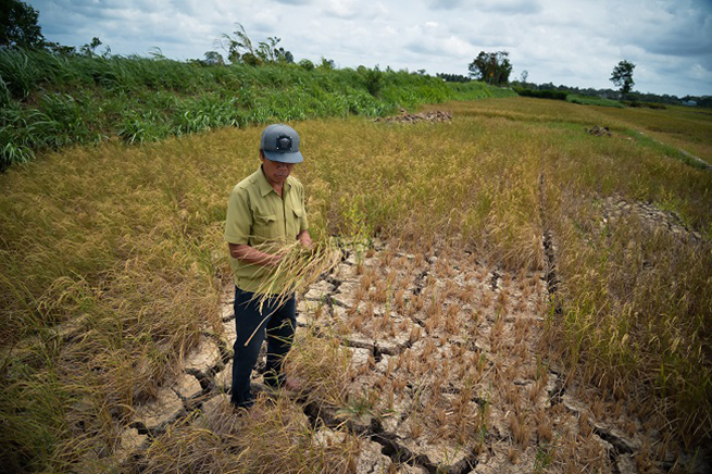 Đồng bằng sông Cửu Long: Lúa cháy cạn đồng, người khô nước ngọt vì hạn mặn chưa từng có trong lịch sử