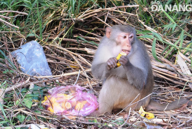 Mặc dù đã được kiểm lâm viên và lực lượng nhắc nhở, nhưng nhiều người dân vẫn cho các cá thể khỉ ở ven đường Lê Văn Lương ăn. Ảnh: HOÀNG HIỆP