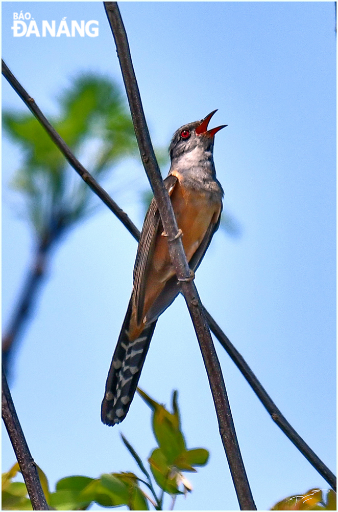 Trong mùa sinh sản chim trống thường cất tiếng hót trên cành cây cao. Ảnh: HỒ TRUNG TÚ