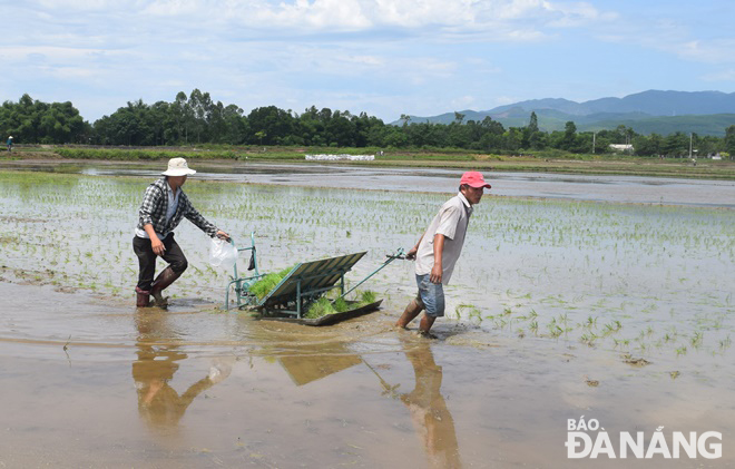 Vận hành máy cấy lúa hữu cơ đầu tiên tại Đà Nẵng