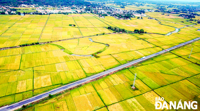 Cánh đồng lúa vàng xã Đức Phong, huyện Mộ Đức vào mùa gặt vụ hè thu. Mộ Đức được biết đến là vựa lúa lớn của tỉnh Quảng Ngãi, với diện tích trồng lúa lên tới 10.000 ha.