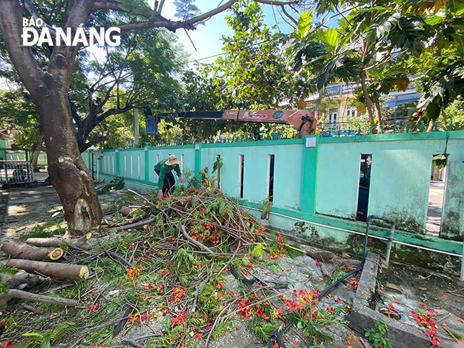 Ngày 29-5, Trường tiểu học Núi Thành tiến hành loại bỏ những cây không an toàn, cắt tỉa cành bị gãy, mục trong sân trường. Ảnh N.P