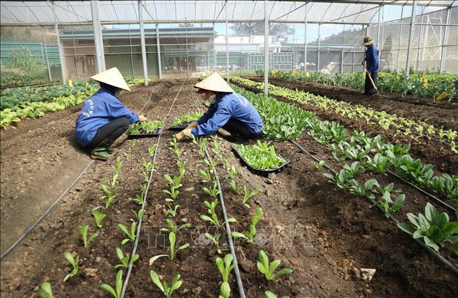 Công nhân chăm sóc rau trồng trong nhà kính đạt tiêu chuẩn hữu cơ tại Lâm Đồng. Ảnh: Nguyễn Dũng/TTXVN