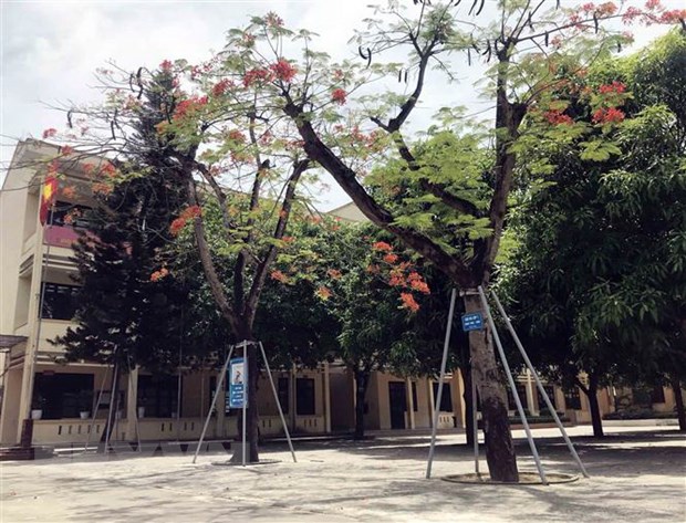 Trường Trung học phổ thông Nam Đàn 2, huyện Nam Đàn, Nghệ An bảo vệ cây phượng trong sân trường. (Ảnh: Tá Chuyên/TTXVN)