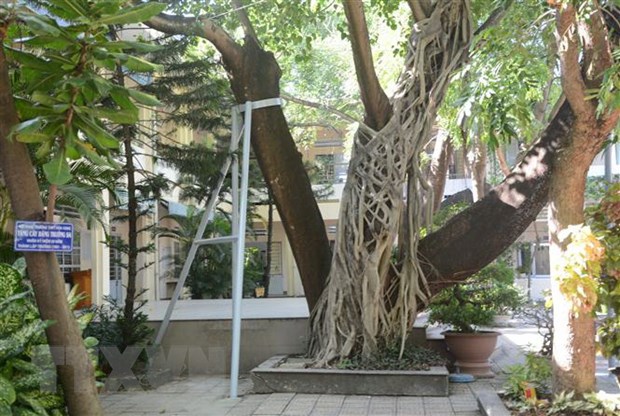 Hai cây phượng lâu năm ở Trường THPT Hòa Vang được trường chống đỡ bằng ống sắt, đảm bảo cây không bị gãy. (Ảnh: Văn Dũng/TTXVN)