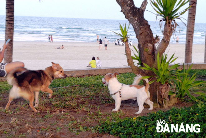 Hiện nay, trên một số bãi biển tại Đà Nẵng có tình trạng chó thả rông phóng uế, gây mất vệ sinh. Ảnh: HUỲNH LÊ