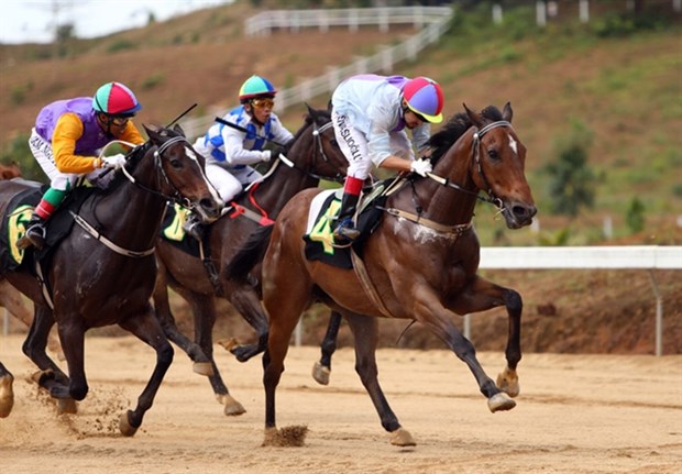 Horses race at the Thien Ma – Madagui track in Lam Dong province. Allowing gambling on horse racing would help boost tourism in Vietnam. (Photo: nld.vn)