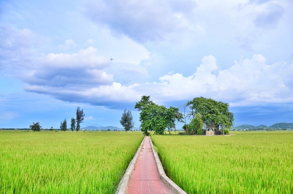Trên đường về cầu ngói Thanh Toàn, bạn có thể bắt gặp những cánh đồng lúa xanh bạt ngàn ở làng Thanh Thủy Chánh, xã Thủy Thanh, thị xã Hương Thủy. Những bóng cổ thụ là nơi che bóng mát của dân làng sau buổi làm đồng vất vả.