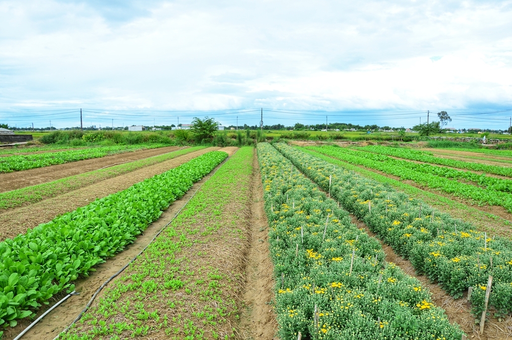 Vườn rau xanh tốt ở thôn Vọng Trì, xã Phú Mậu, huyện Phú Vang. Nhiều luống mới gieo hạt vài ngày bắt đầu nhú mầm. Ngày thường, người dân tập trung trồng rau cung cấp cho nhiều chợ lớn, cận Tết bắt đầu gieo giống, tạo thành thảm hoa màu sắc.
