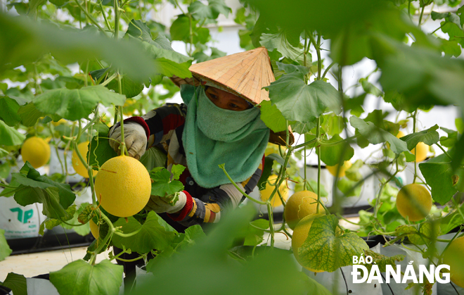 Mô hình hợp tác xã hoa, rau, củ, quả ở xã Hòa Ninh mang lại thu nhập cao cho người dân.  							            Ảnh: XUÂN SƠN