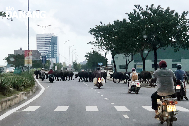 Đàn trâu băng qua tuyến đường Nguyễn Tất Thành gây cản trở giao thông.  Ảnh: N.V