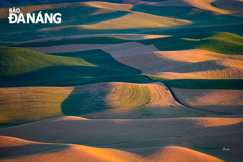 Những đồi lúa chín vàng óng trong nắng sớm nằm bên những đồng lúa xanh - sự pha trộn sắc màu như bức tranh.