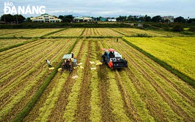 Hầu hết các cánh đồng trên địa bàn huyện Hòa Vang đều đang ứng dụng tiến bộ kỹ thuật vào sản xuất. Trong ảnh: Cánh đồng lúa trên địa bàn xã Hòa Phước. Ảnh: QUỲNH TRANG	