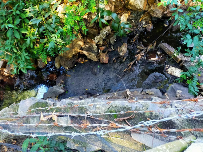 Nước xả thải từ lò giết mổ heo của bà Lê Thị Mỹ Cẩm chảy ra vùng trũng xung quanh gây ô nhiễm. Ảnh: H.LÊ