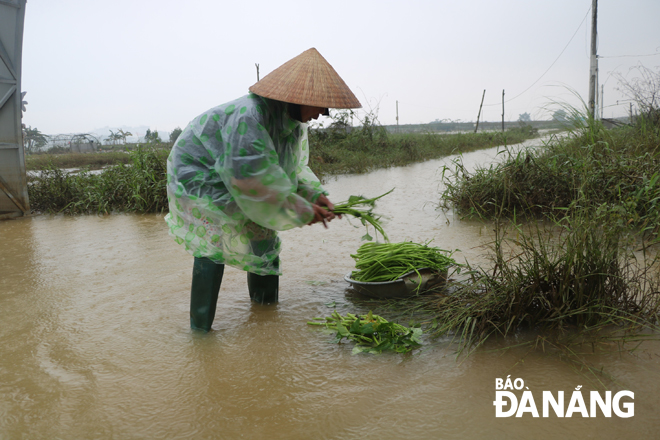 Nhiều nông dân đã ra đồng kiểm tra, dọn dẹp. TRONG ẢNH: Bà Lê Thị Xảo, nông dân tại vùng rau La Hường cắt rau muống khi nước rút (ảnh chụp chiều 13-10).  Ảnh: VĂN HOÀNG