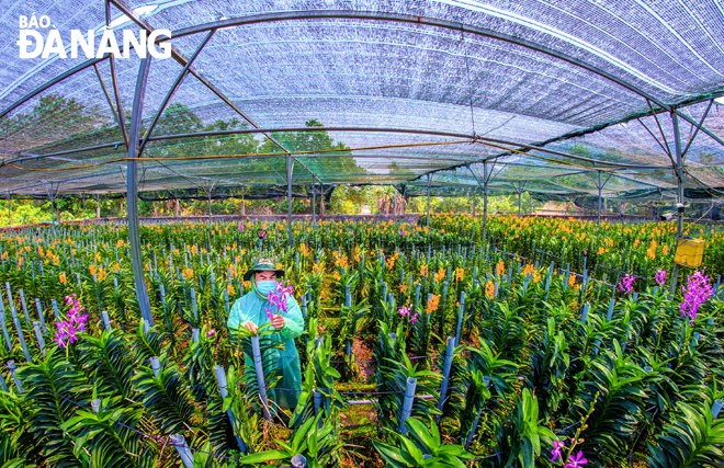 Vườn trồng lan mokara ở Hòa Bắc, huyện Hòa Vang. Ảnh: KIM LIÊN
