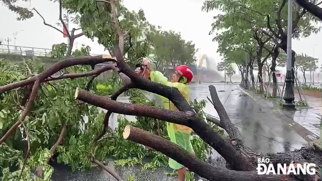 Nhiều cây xanh đã bị ngã đổ. Trong ảnh: Lực lượng cảnh sát Phòng cháy, chữa cháy thành phố xử lý cây ngã đổ tại khu vực cầu Rồng. Ảnh: XUÂN SƠN