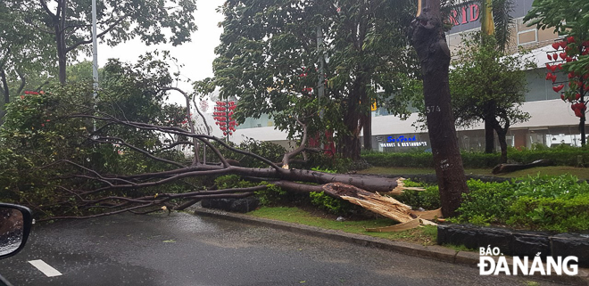 Nhiều tuyến đường trên địa bàn quận Sơn Trà có cây ngã đổ, đã có nơi bị mất điện. Ảnh: XUÂN SƠN