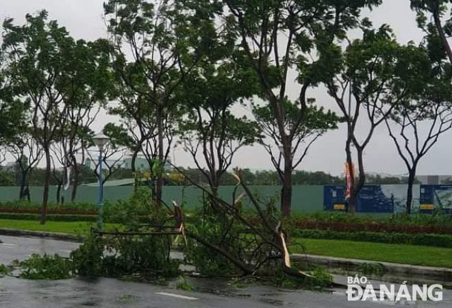 Gió làm các cành cây toét cành rớt xuống đường Nguyễn SInh Sắc (quận Liên Chiểu). Ảnh: HOÀNG HIỆP