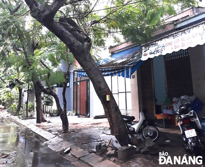 Năm 2020, có khá nhiều cơn bão lớn đổ bộ vào miền Trung khiến không ít người dân Đà Nẵng lo lắng về tình trạng cây xanh có thể ngã đổ. Ảnh: H.LÊ