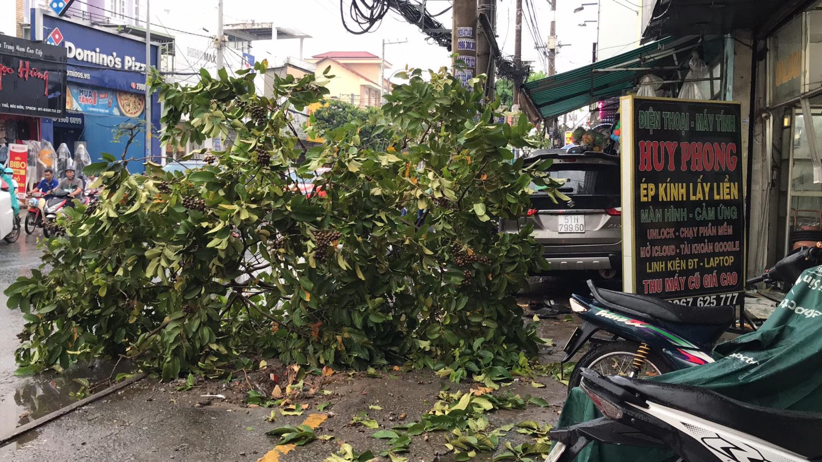 Một cây xanh bị húc đô trước khi lao vào 2 cửa hàng ven đường. Ảnh: CTV